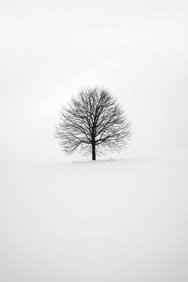 fabrice-villard-Jrl_UQcZqOc-unsplash fabrice-villard-Jrl_UQcZqOc-unsplash