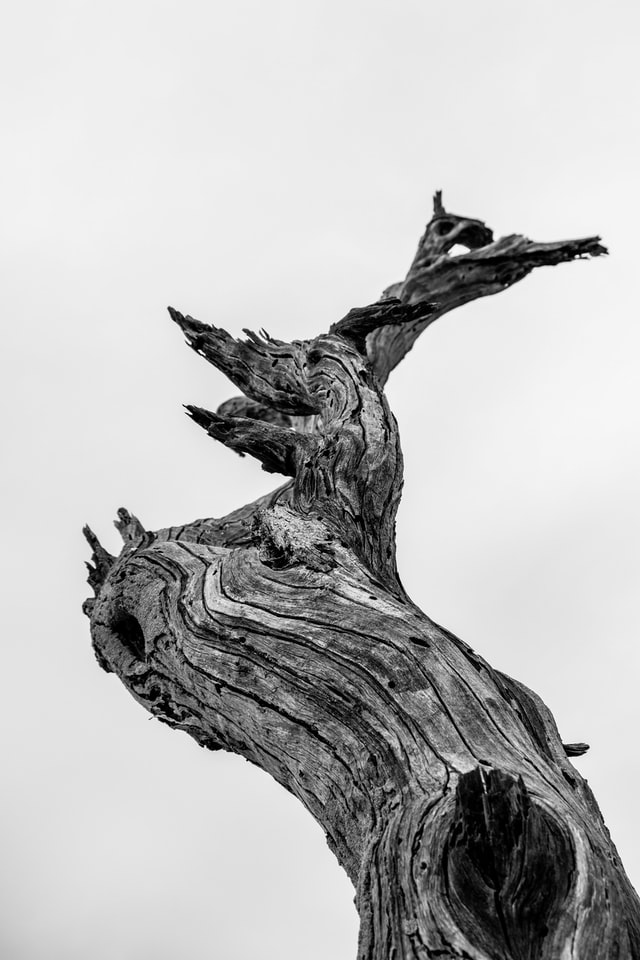 joshua-profitt-qWHGkBh08DQ-unsplash joshua-profitt-qWHGkBh08DQ-unsplash